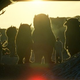 Illustration for article titled Where The Wild Things Are Gallery